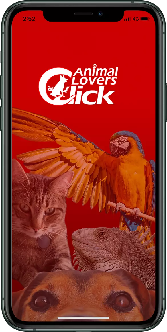animal-1